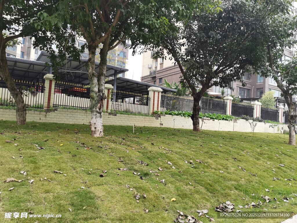 户外草地树木景观