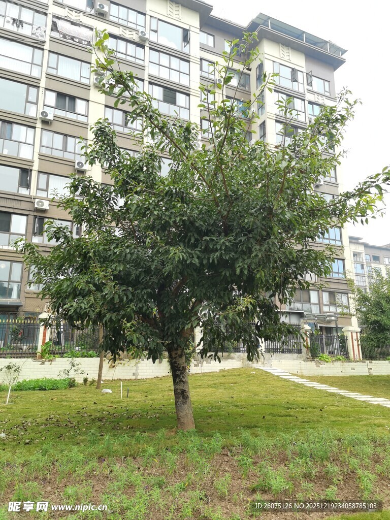 小区内的绿树与楼房景观