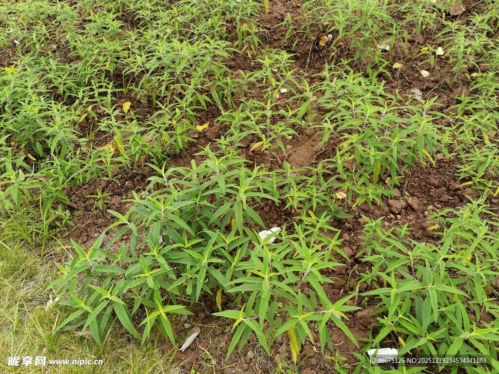 农田里的嫩绿植物