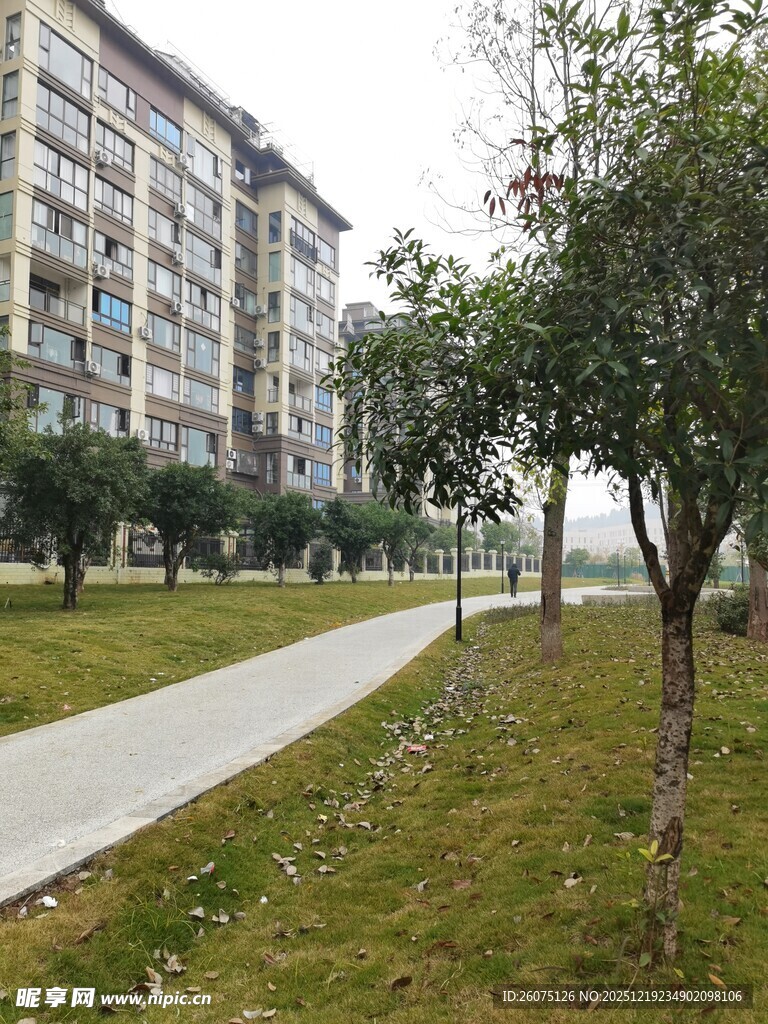 小区内的林荫小径与楼房