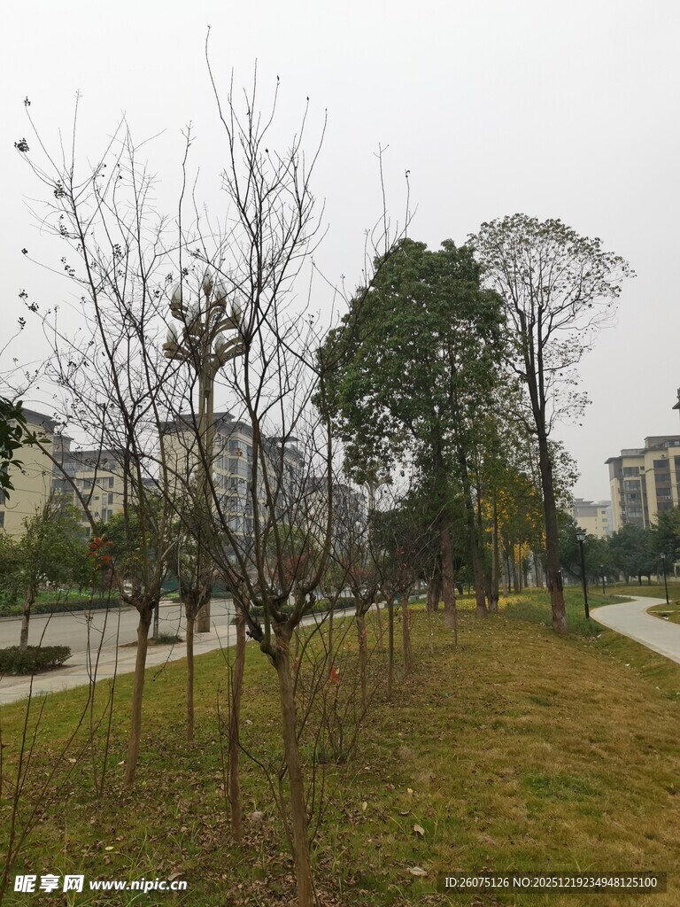 冬日城郊的空旷草地与树木