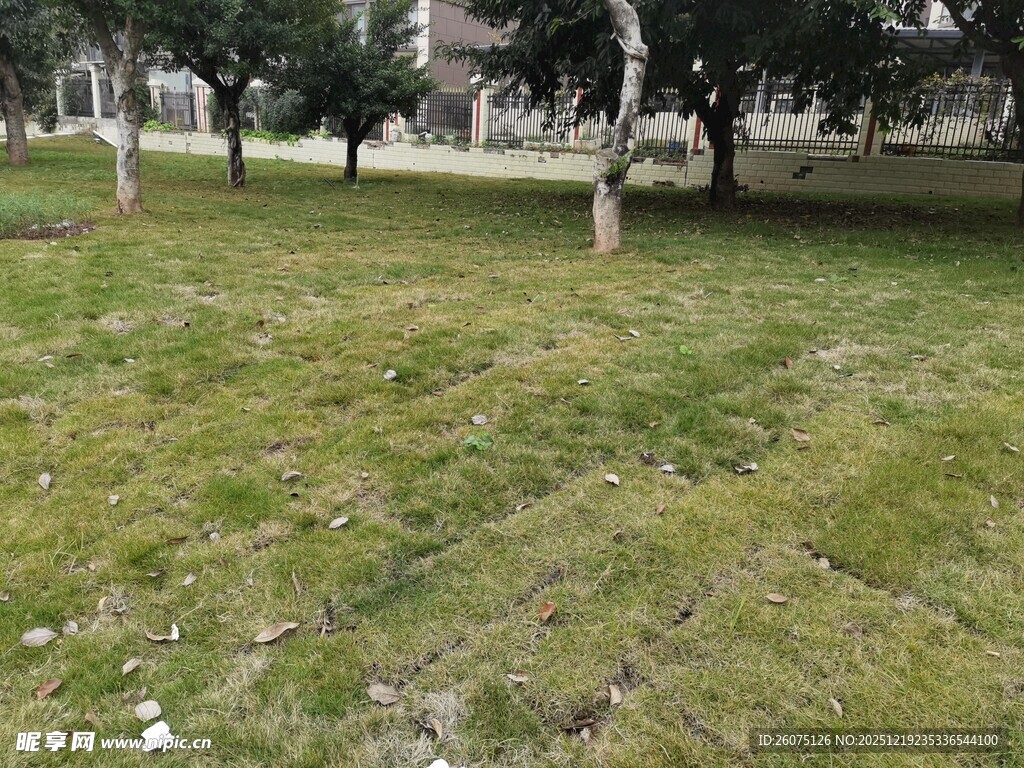 户外草地及树木景观