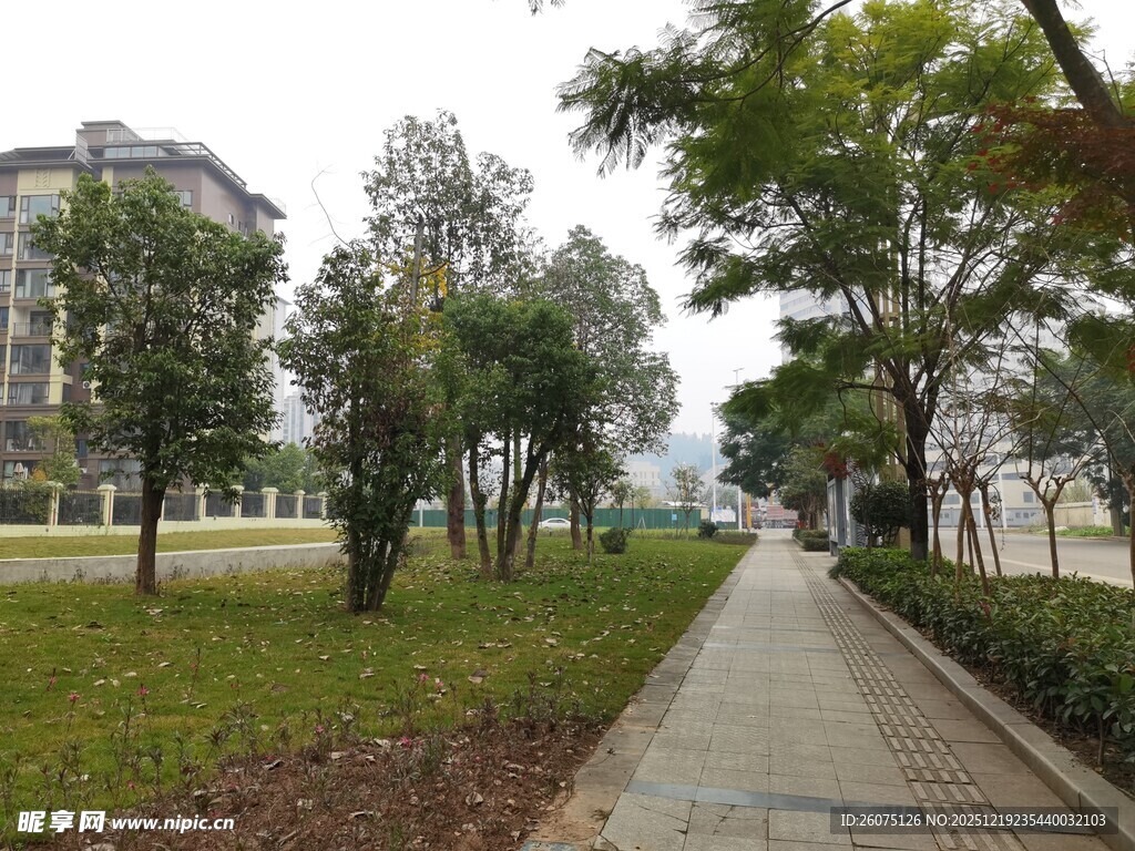 城市林荫小道风光