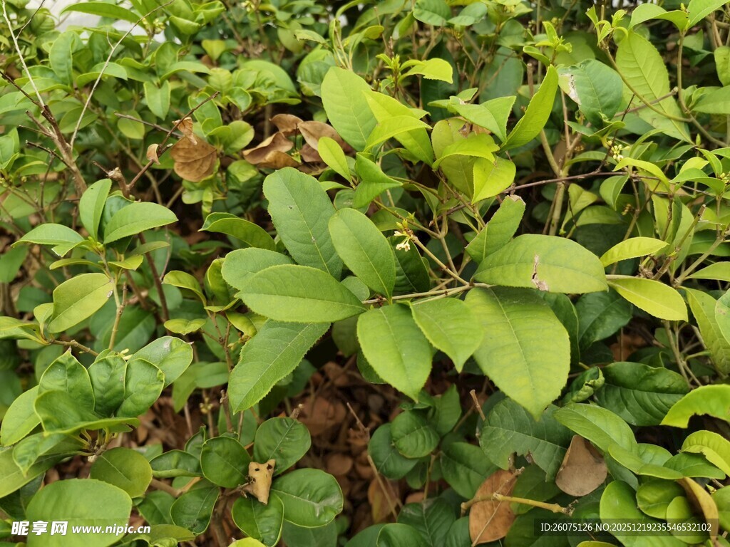 绿叶繁茂的植物景观