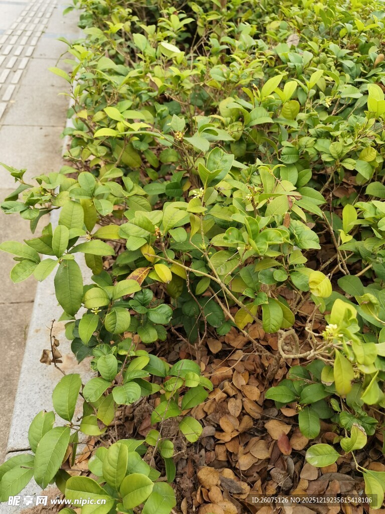 翠绿蓬勃的低矮绿植景观