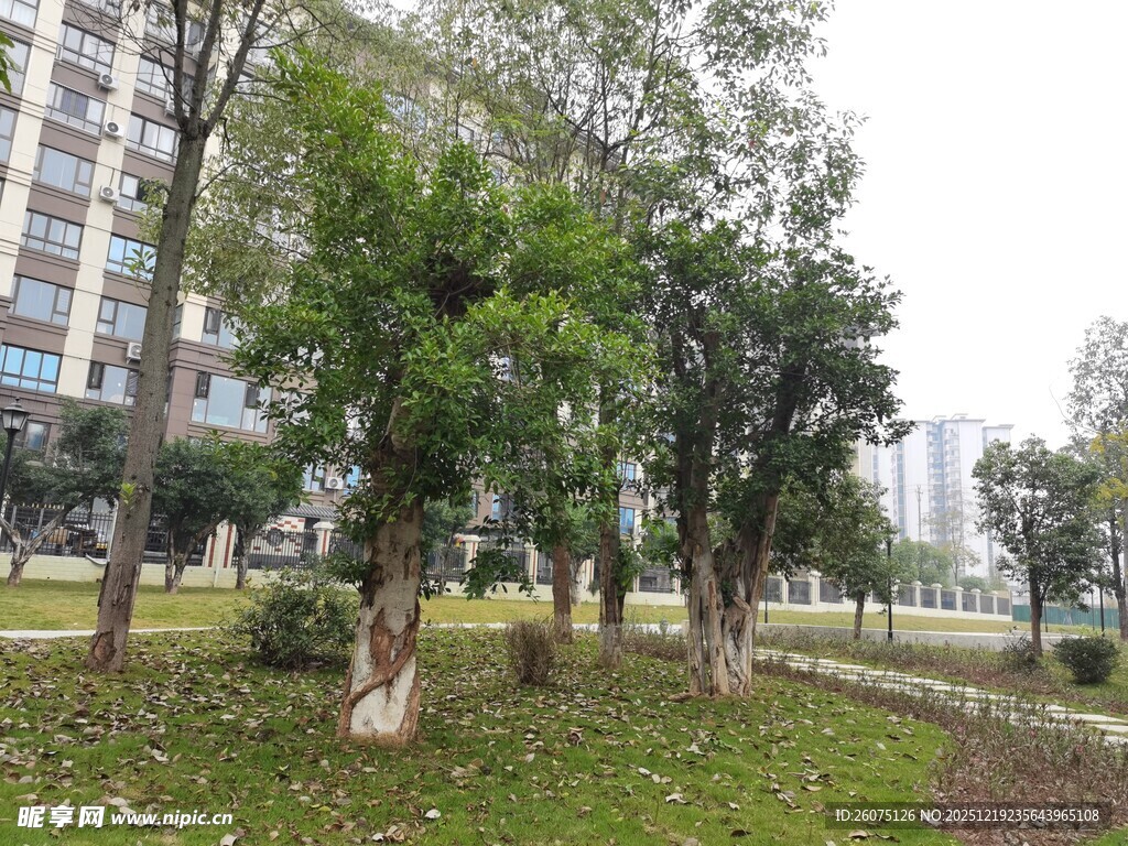 城市公园绿树景观