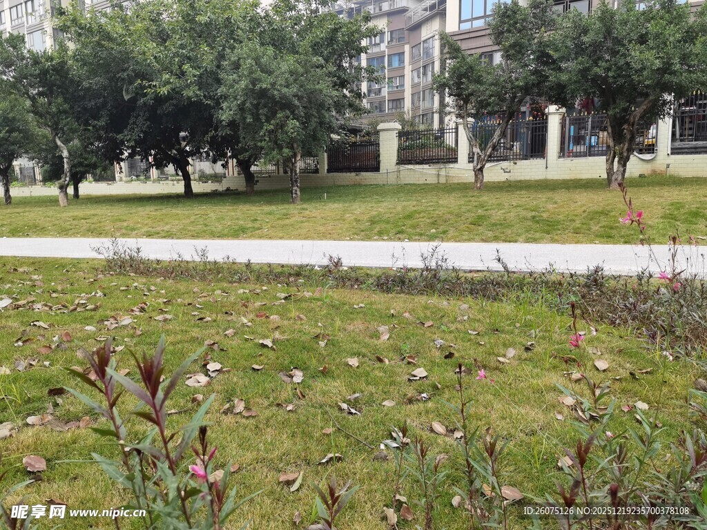 城市公园草地树木景观