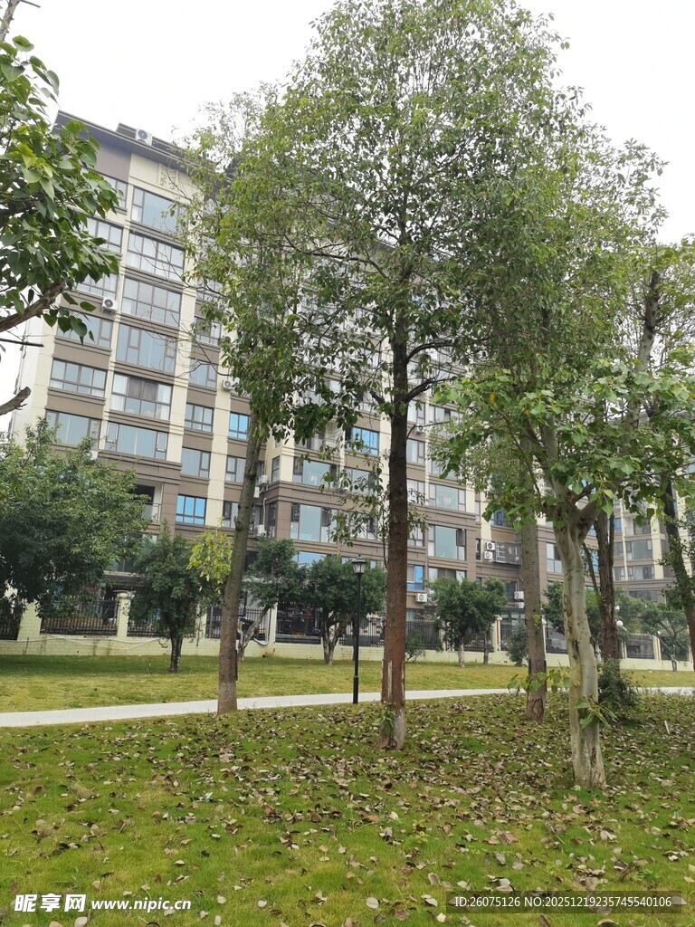 城市草坪旁的绿树景观