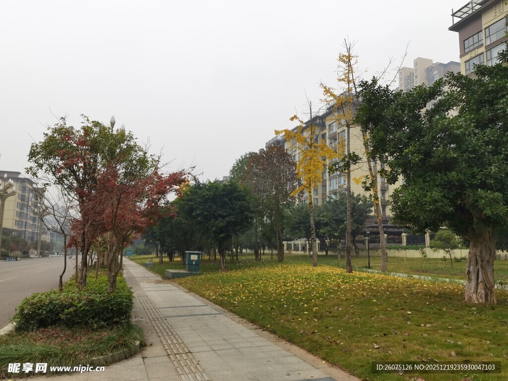 城市中静谧的林荫小道