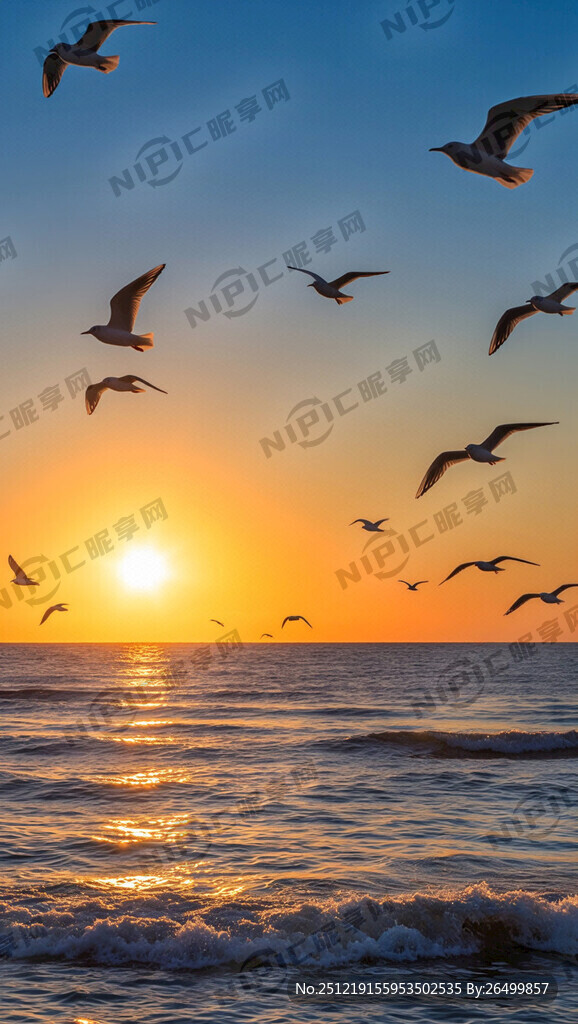 太阳升起 海鸥飞翔