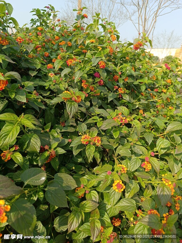 绿叶间的橙红果实