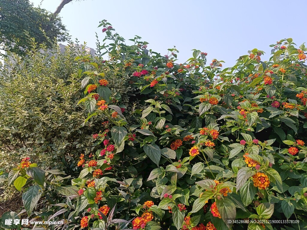 鲜艳花丛绽放于绿意间