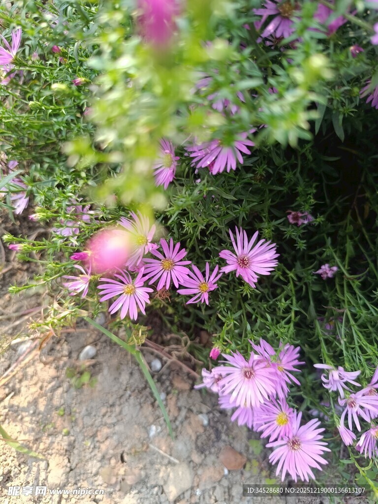 小径旁绽放的紫色小花