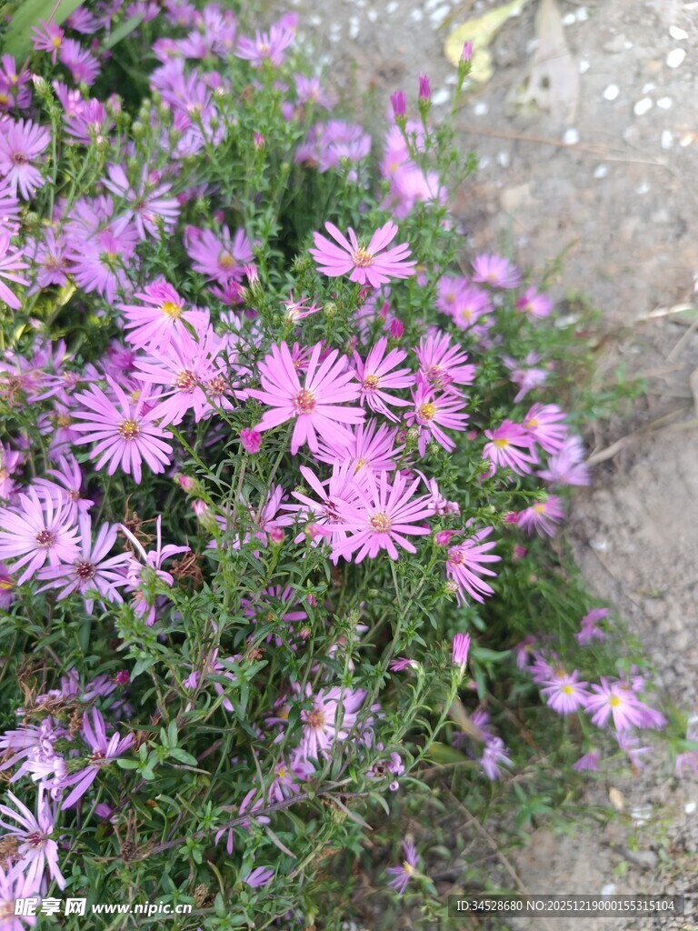 紫色小花绽放于草丛间