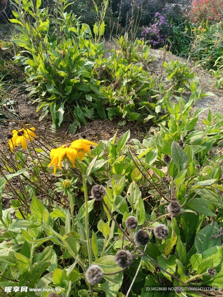 野外绽放的黄色小花
