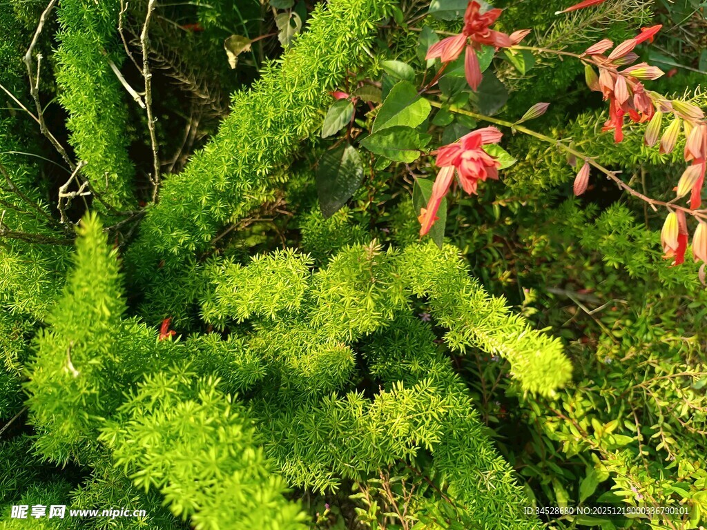 翠绿间的嫣红花卉景观