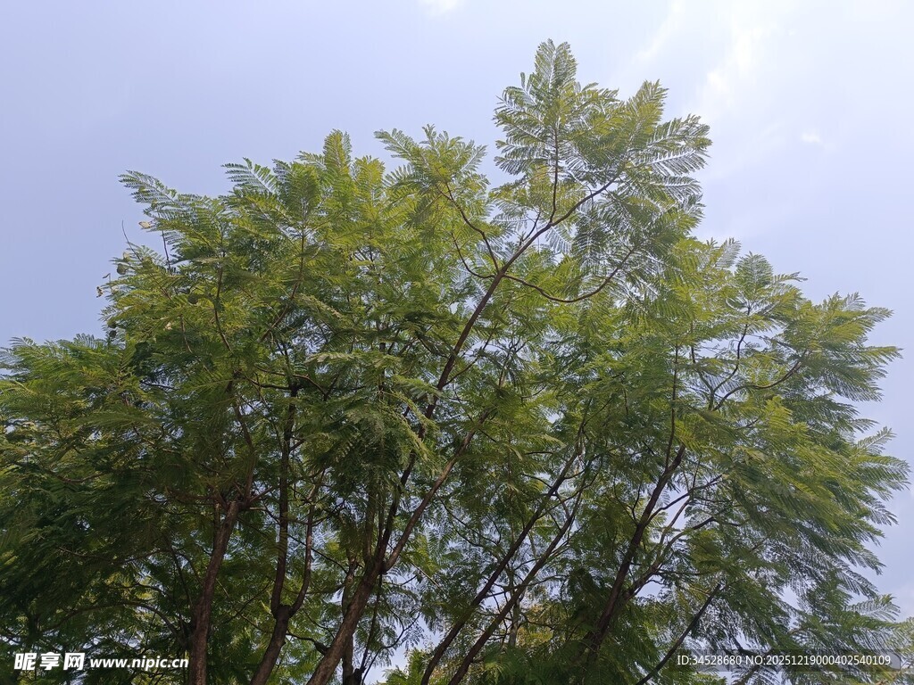 夏日绿树蓝天美景