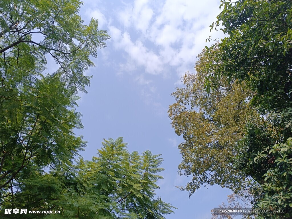 林间树梢望蓝天