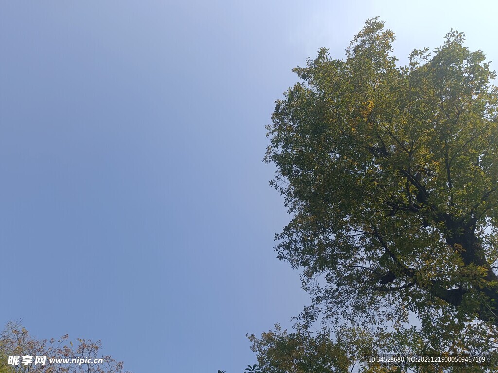 仰望蓝天中的葱郁树木