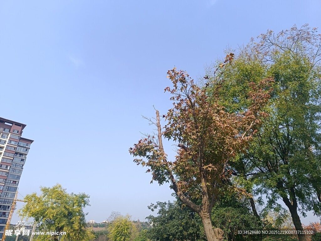 秋日城市中的树木景观