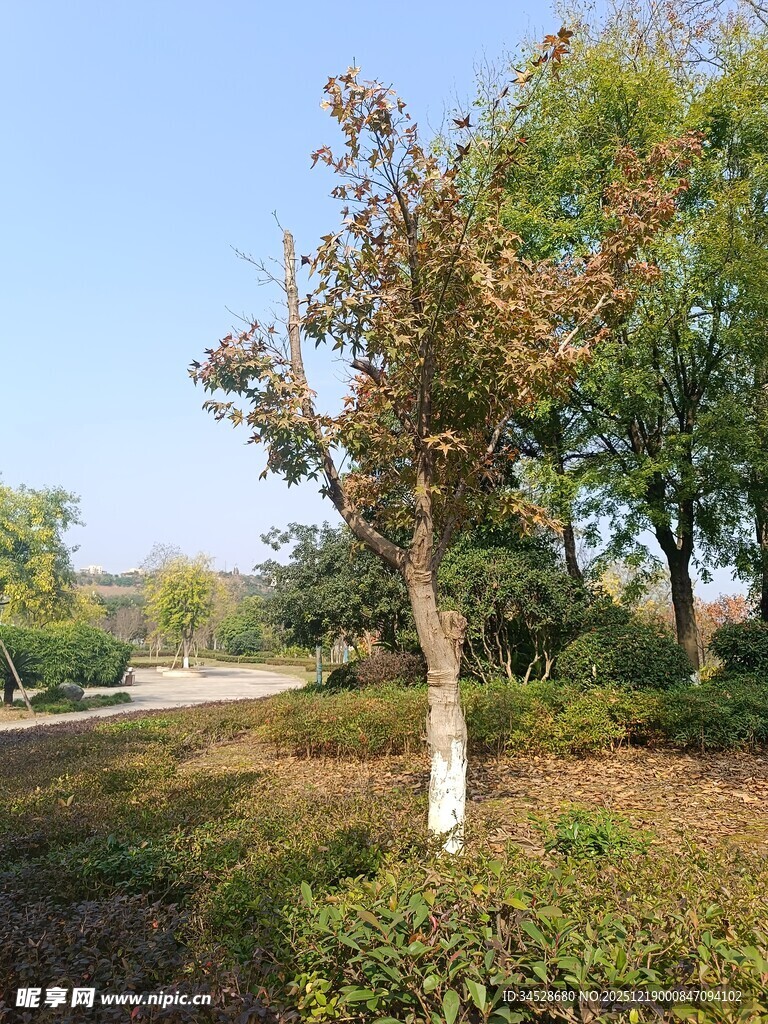 秋日路旁的多彩树木