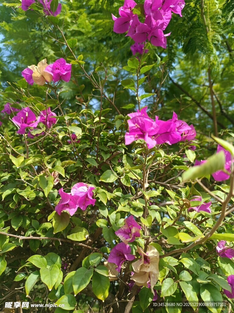 绽放的紫色三角梅