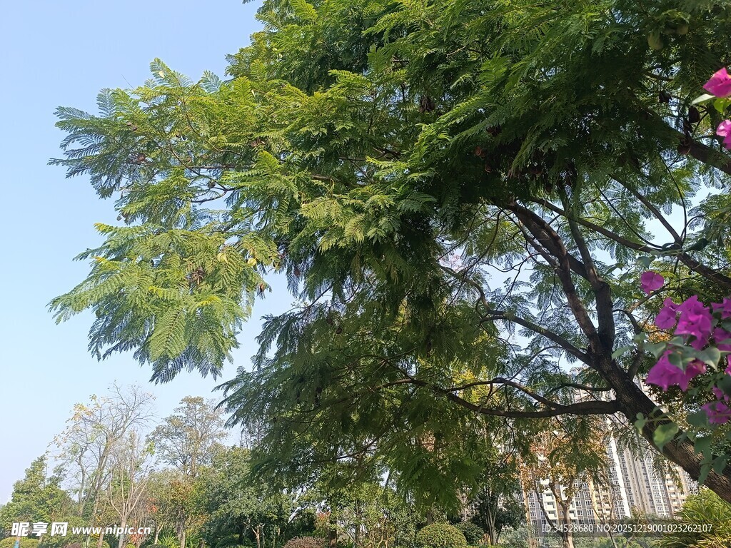 绿树繁花下的自然景致