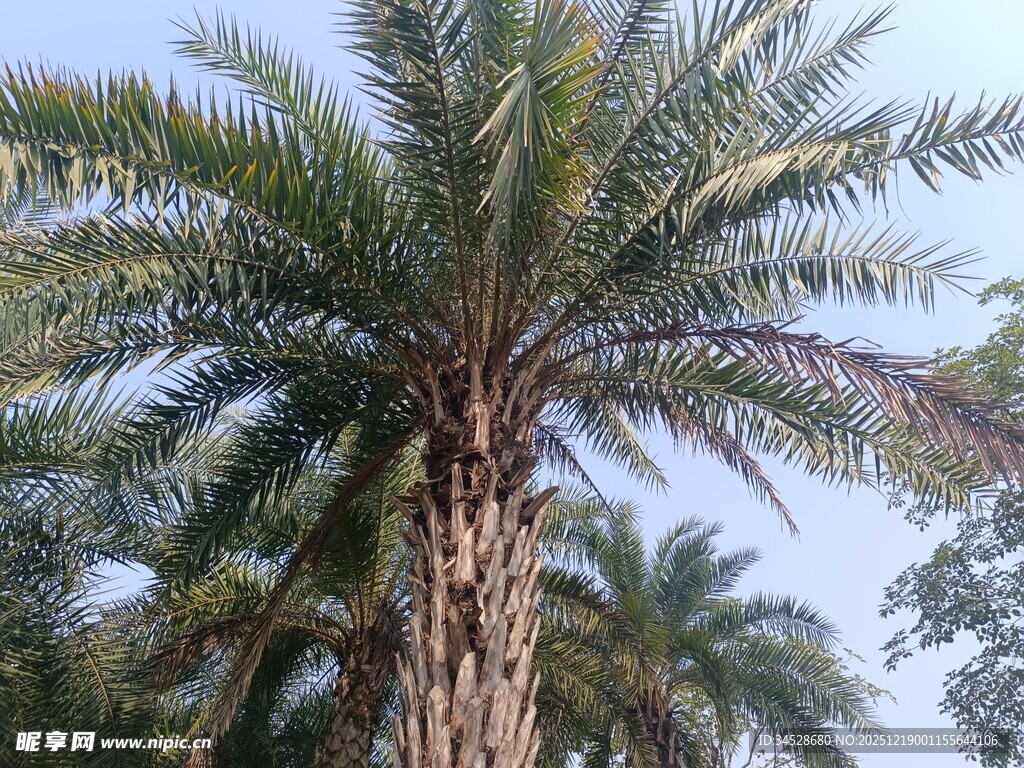 高大挺拔的棕榈树