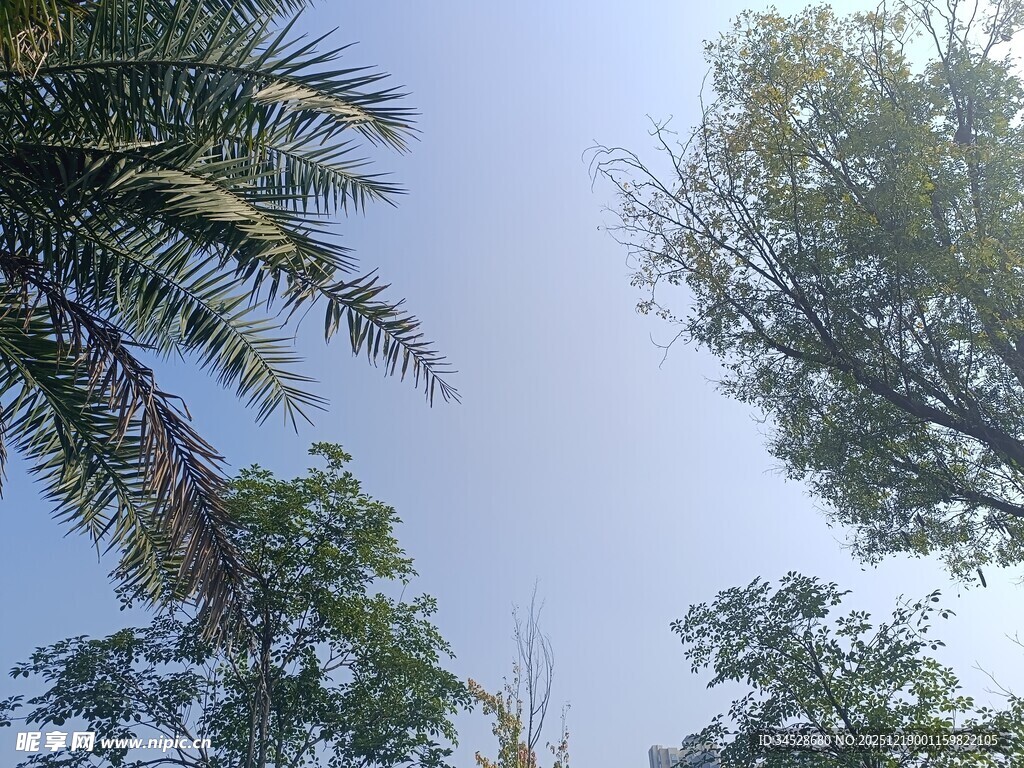 仰视蓝天绿树风景图