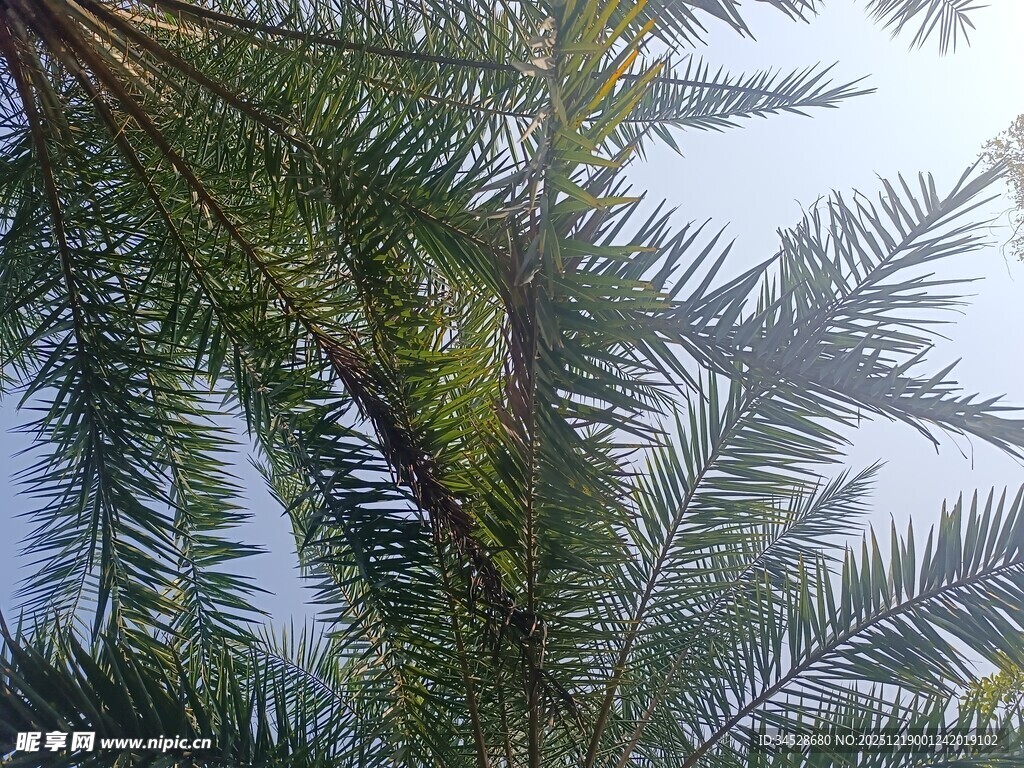 仰视下的翠绿棕榈树叶