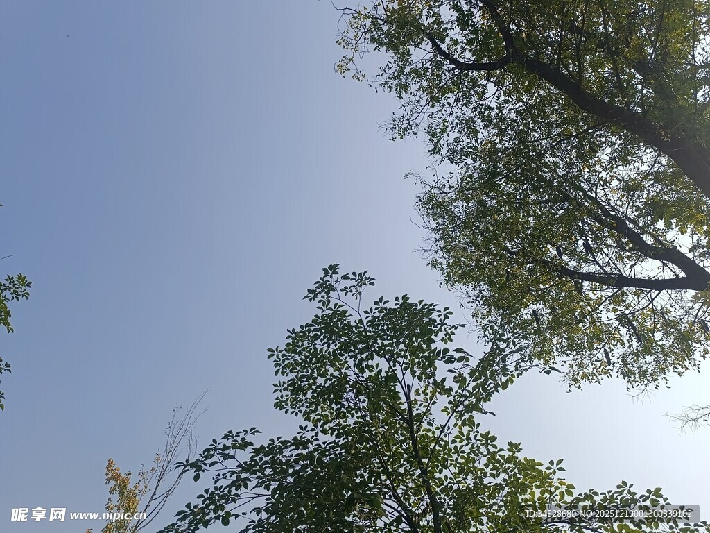 仰视绿树蓝天美景