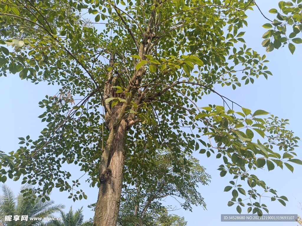 男子攀爬高大树木