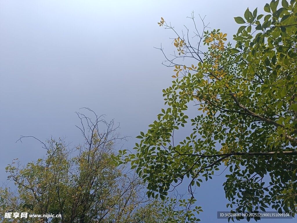 树梢上的天空