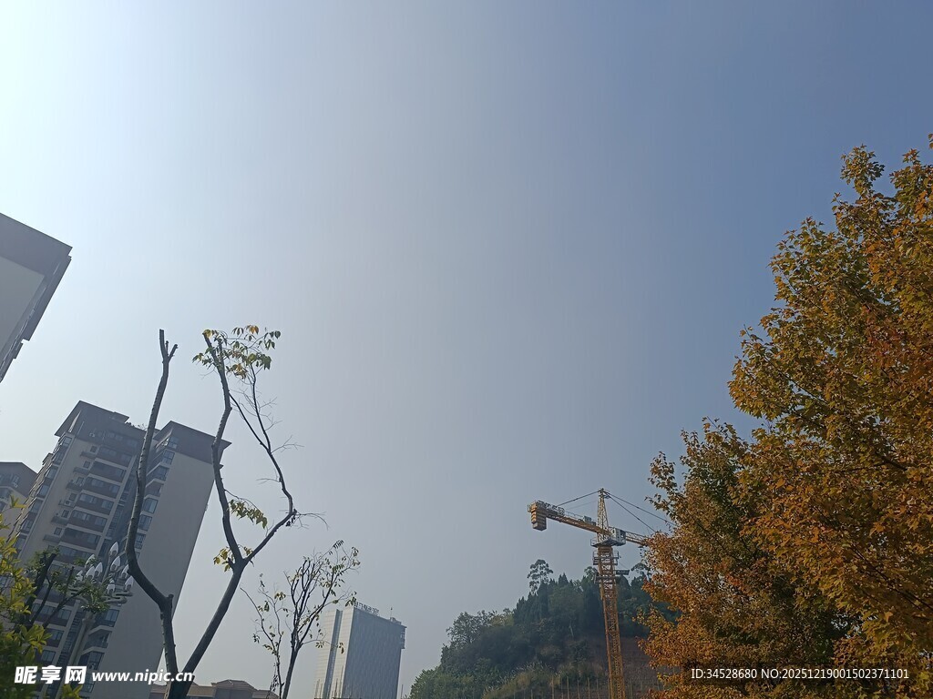 城市中枯树与黄叶的景致