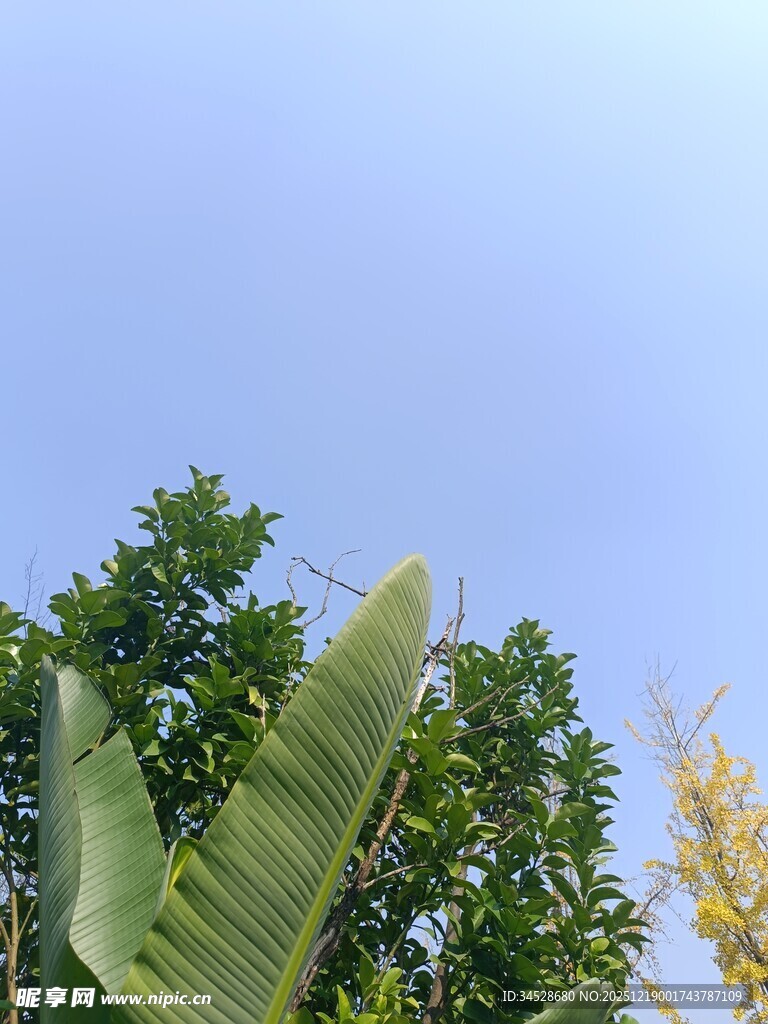 蓝天绿叶下的清新景致