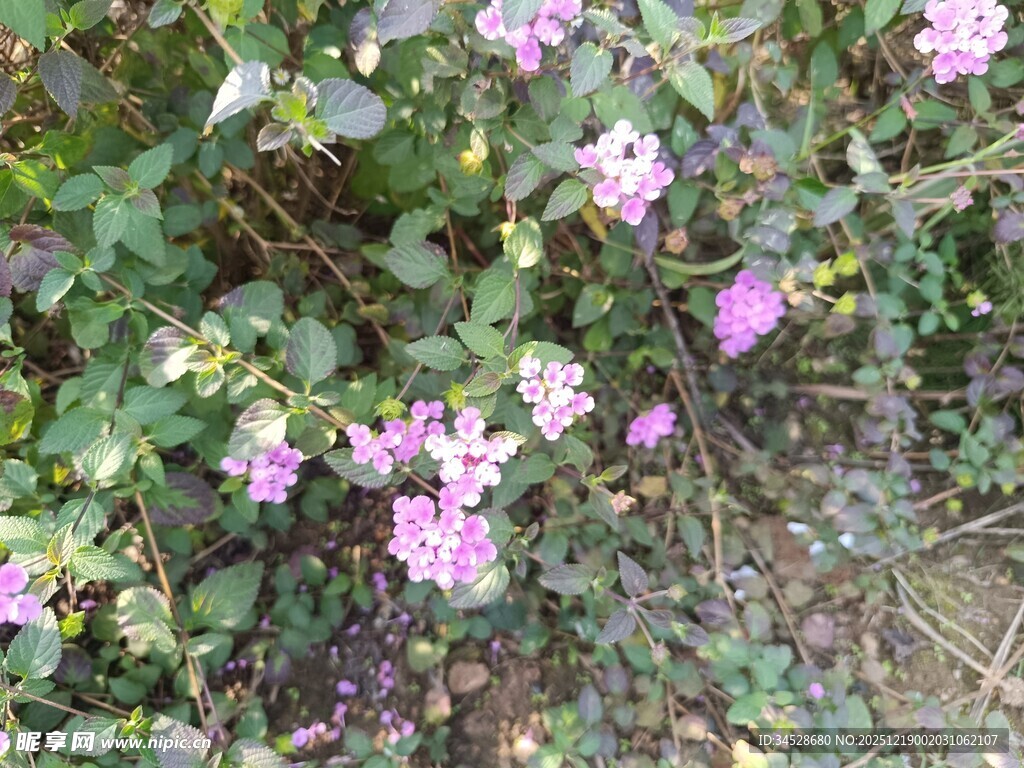 紫色小花绽放于绿叶间