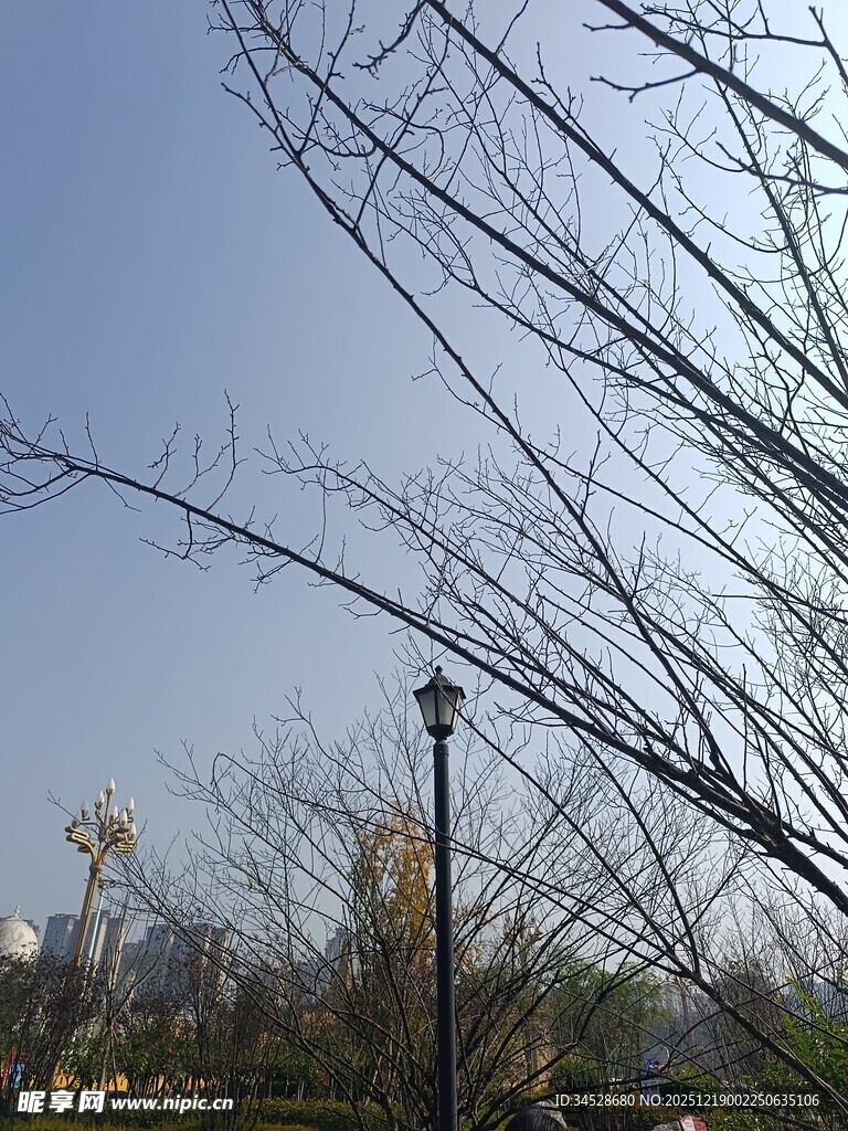 冬日光秃树枝与远处景观