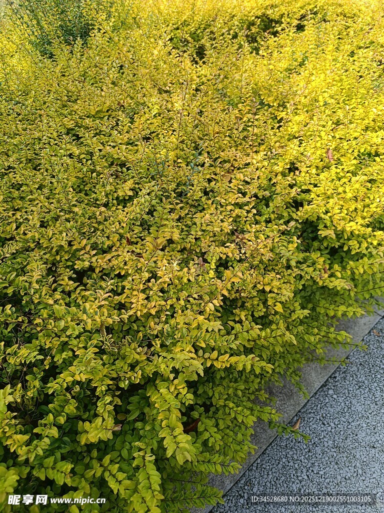 路边繁茂的黄绿相间灌木丛