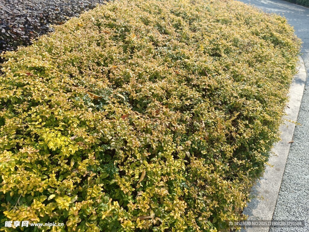 路边黄绿相间的灌木丛