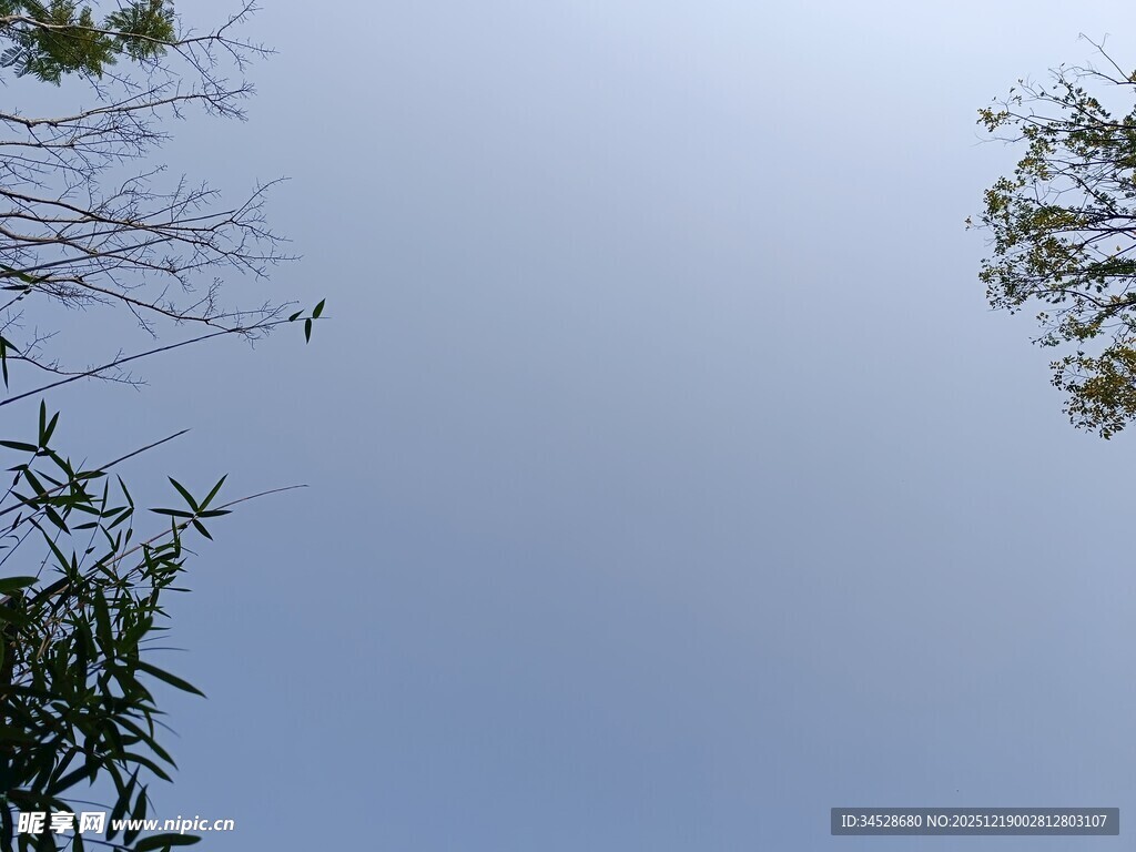 仰视天空中的绿植枝叶