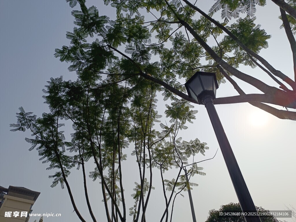 阳光下的绿树与路灯