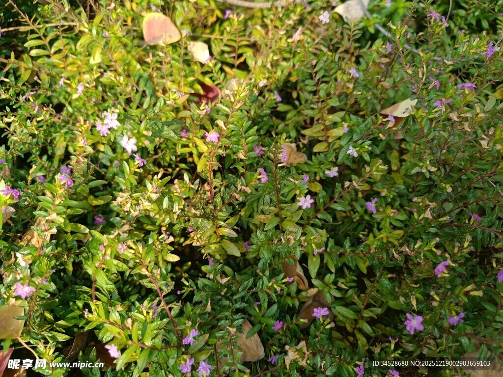 繁茂绿植中的紫色小花