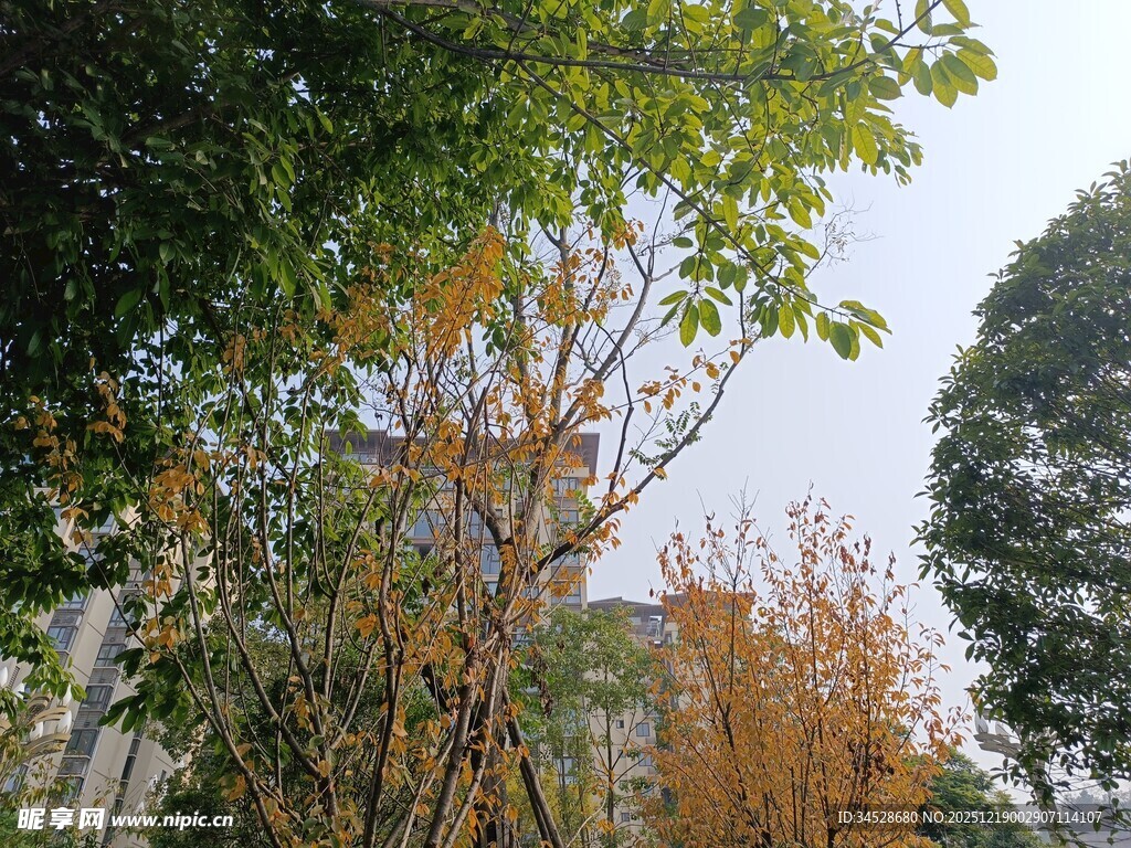 秋日多彩树木景致