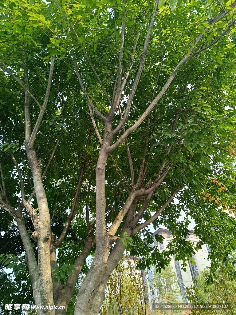 树上栖息的鸟儿