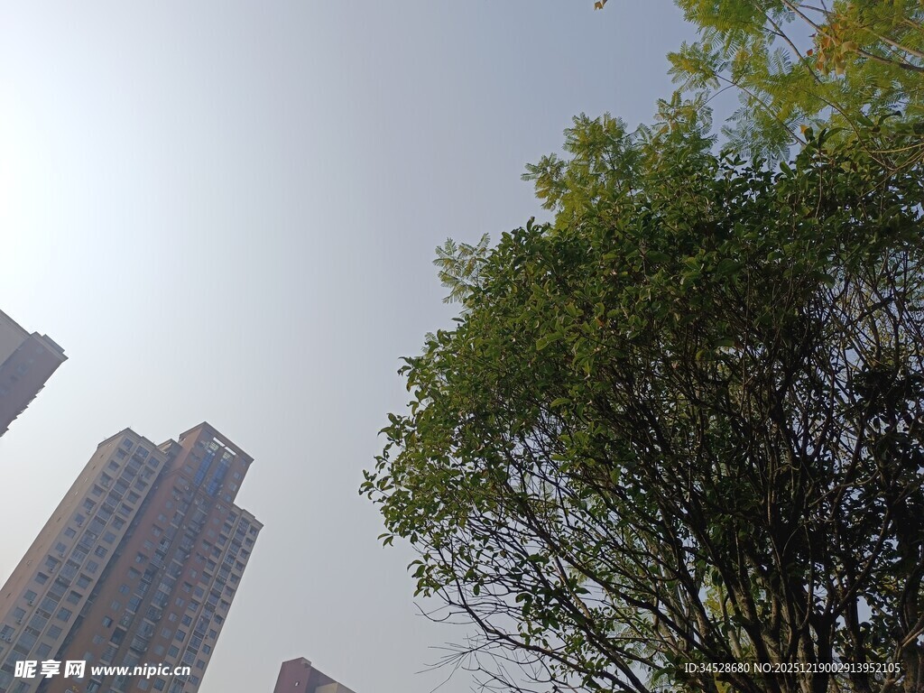 城市高楼与绿树景观