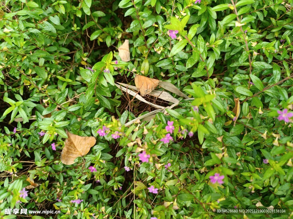绿叶丛中的多彩蝴蝶