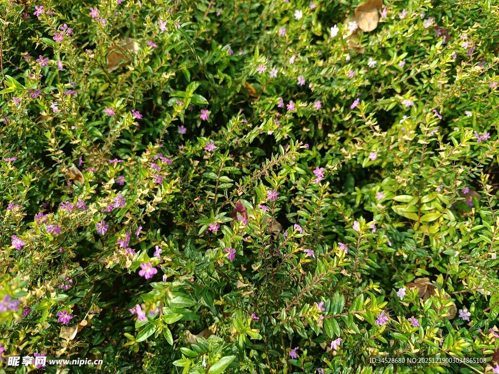 茂密绿植中的点点繁花