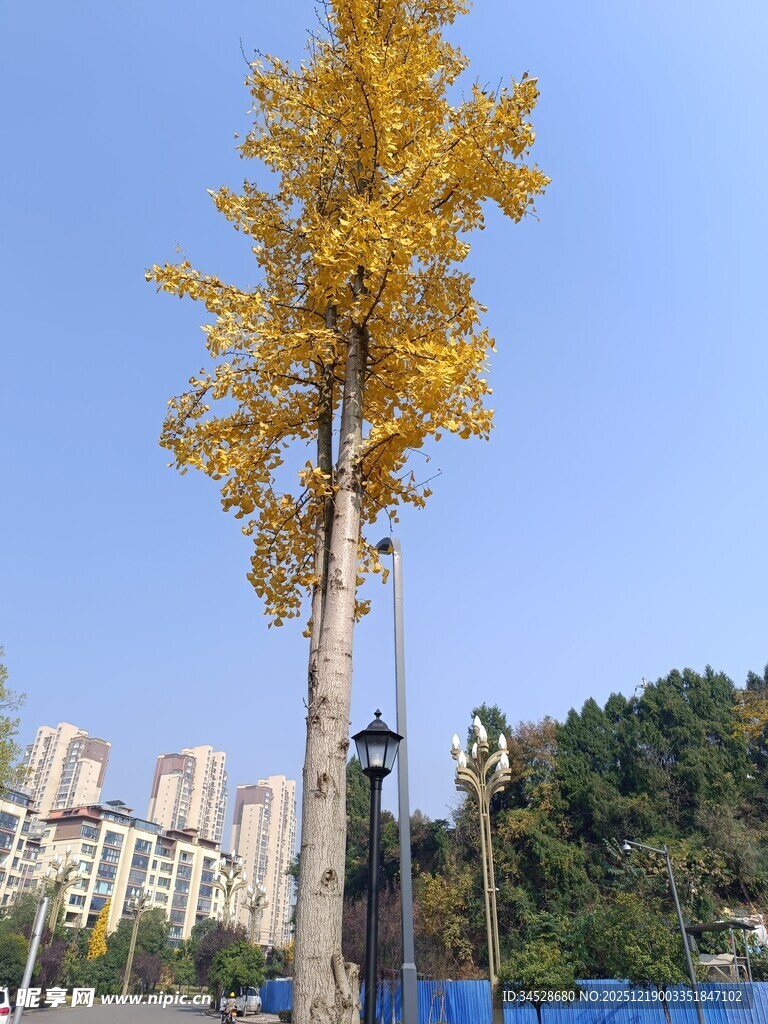 金黄银杏树矗立城市间