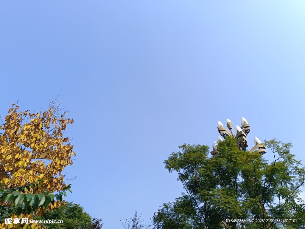 秋日树梢映蓝天