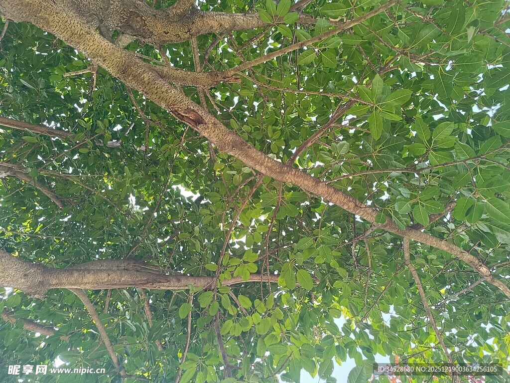仰视繁茂枝叶的树冠